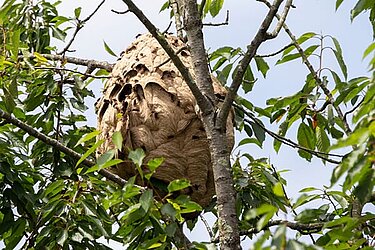 photo d'un nid de frelons asiatiques